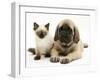 English Mastiff Puppy with Young Birman-Cross Cat-Jane Burton-Framed Photographic Print