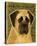 English Mastiff-John Golden-Stretched Canvas