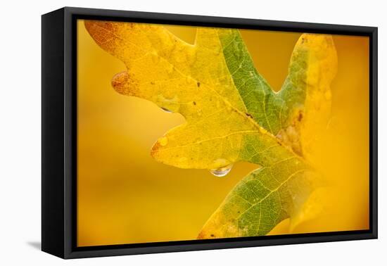 English Oak {Quercus Robur} Leaf in Autumn, Donisthorpe, the National Forest, Leicestershire, UK-Ross Hoddinott-Framed Stretched Canvas