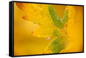 English Oak {Quercus Robur} Leaf in Autumn, Donisthorpe, the National Forest, Leicestershire, UK-Ross Hoddinott-Framed Stretched Canvas