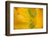 English Oak {Quercus Robur} Leaf in Autumn, Donisthorpe, the National Forest, Leicestershire, UK-Ross Hoddinott-Framed Premium Photographic Print