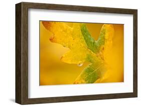 English Oak {Quercus Robur} Leaf in Autumn, Donisthorpe, the National Forest, Leicestershire, UK-Ross Hoddinott-Framed Premium Photographic Print