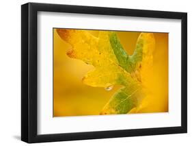 English Oak {Quercus Robur} Leaf in Autumn, Donisthorpe, the National Forest, Leicestershire, UK-Ross Hoddinott-Framed Photographic Print