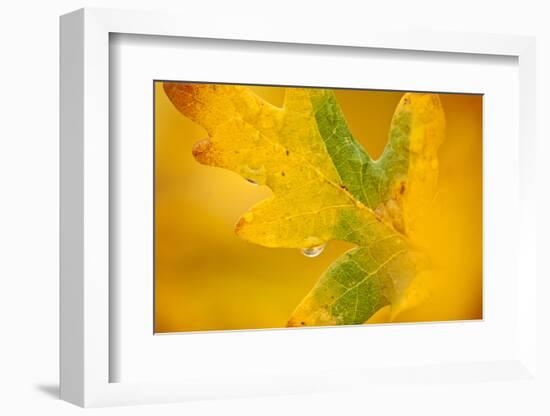 English Oak {Quercus Robur} Leaf in Autumn, Donisthorpe, the National Forest, Leicestershire, UK-Ross Hoddinott-Framed Photographic Print