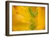 English Oak {Quercus Robur} Leaf in Autumn, Donisthorpe, the National Forest, Leicestershire, UK-Ross Hoddinott-Framed Photographic Print