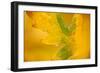 English Oak {Quercus Robur} Leaf in Autumn, Donisthorpe, the National Forest, Leicestershire, UK-Ross Hoddinott-Framed Photographic Print