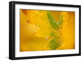 English Oak {Quercus Robur} Leaf in Autumn, Donisthorpe, the National Forest, Leicestershire, UK-Ross Hoddinott-Framed Photographic Print