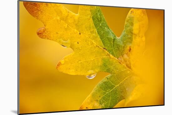 English Oak {Quercus Robur} Leaf in Autumn, Donisthorpe, the National Forest, Leicestershire, UK-Ross Hoddinott-Mounted Photographic Print