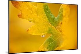 English Oak {Quercus Robur} Leaf in Autumn, Donisthorpe, the National Forest, Leicestershire, UK-Ross Hoddinott-Mounted Photographic Print