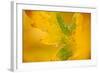 English Oak {Quercus Robur} Leaf in Autumn, Donisthorpe, the National Forest, Leicestershire, UK-Ross Hoddinott-Framed Photographic Print