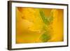 English Oak {Quercus Robur} Leaf in Autumn, Donisthorpe, the National Forest, Leicestershire, UK-Ross Hoddinott-Framed Photographic Print