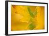 English Oak {Quercus Robur} Leaf in Autumn, Donisthorpe, the National Forest, Leicestershire, UK-Ross Hoddinott-Framed Photographic Print