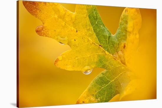 English Oak {Quercus Robur} Leaf in Autumn, Donisthorpe, the National Forest, Leicestershire, UK-Ross Hoddinott-Stretched Canvas