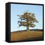 English Oak (Quercus Robur) Standing Solitary in a Field in Winter. Surrey, UK, November-Mark Taylor-Framed Stretched Canvas