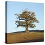 English Oak (Quercus Robur) Standing Solitary in a Field in Winter. Surrey, UK, November-Mark Taylor-Stretched Canvas