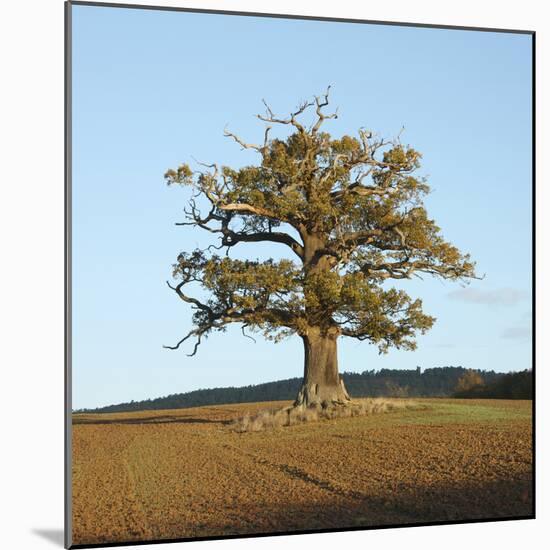 English Oak (Quercus Robur) Standing Solitary in a Field in Winter. Surrey, UK, November-Mark Taylor-Mounted Photographic Print