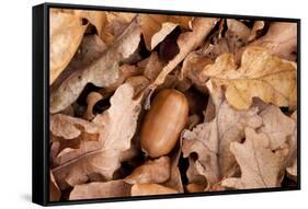 English Oak Tree Acorn and Fallen Leaves in Autumn, Beacon Hill Country Park, Leicestershire, UK-Ross Hoddinott-Framed Stretched Canvas