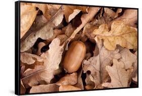 English Oak Tree Acorn and Fallen Leaves in Autumn, Beacon Hill Country Park, Leicestershire, UK-Ross Hoddinott-Framed Stretched Canvas