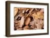 English Oak Tree Acorn and Fallen Leaves in Autumn, Beacon Hill Country Park, Leicestershire, UK-Ross Hoddinott-Framed Photographic Print