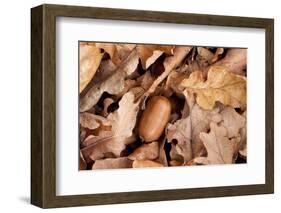 English Oak Tree Acorn and Fallen Leaves in Autumn, Beacon Hill Country Park, Leicestershire, UK-Ross Hoddinott-Framed Photographic Print