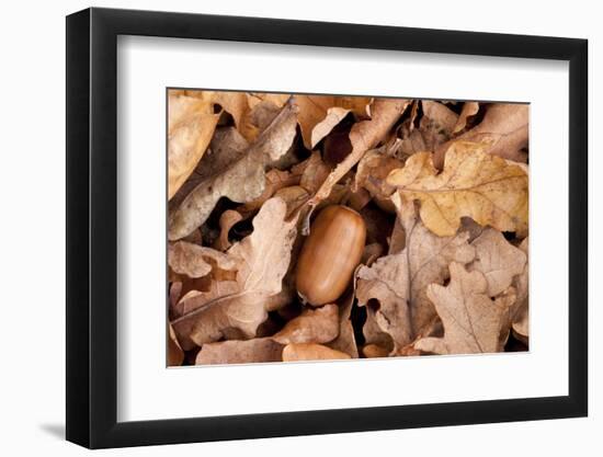 English Oak Tree Acorn and Fallen Leaves in Autumn, Beacon Hill Country Park, Leicestershire, UK-Ross Hoddinott-Framed Photographic Print