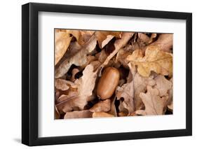 English Oak Tree Acorn and Fallen Leaves in Autumn, Beacon Hill Country Park, Leicestershire, UK-Ross Hoddinott-Framed Photographic Print