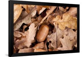 English Oak Tree Acorn and Fallen Leaves in Autumn, Beacon Hill Country Park, Leicestershire, UK-Ross Hoddinott-Framed Photographic Print