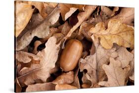 English Oak Tree Acorn and Fallen Leaves in Autumn, Beacon Hill Country Park, Leicestershire, UK-Ross Hoddinott-Stretched Canvas