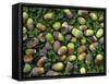 English Oak Tree Acorns on Forest Floor, Belgium-Philippe Clement-Framed Stretched Canvas