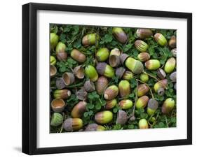 English Oak Tree Acorns on Forest Floor, Belgium-Philippe Clement-Framed Photographic Print