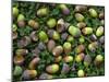 English Oak Tree Acorns on Forest Floor, Belgium-Philippe Clement-Mounted Photographic Print