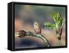 English Oak Tree Buds and New Leaves. Belgium-Philippe Clement-Framed Stretched Canvas