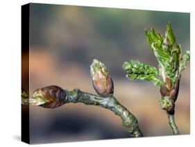 English Oak Tree Buds and New Leaves. Belgium-Philippe Clement-Stretched Canvas