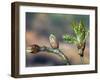 English Oak Tree Buds and New Leaves. Belgium-Philippe Clement-Framed Photographic Print