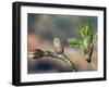 English Oak Tree Buds and New Leaves. Belgium-Philippe Clement-Framed Photographic Print