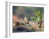 English Oak Tree Buds and New Leaves. Belgium-Philippe Clement-Framed Photographic Print