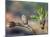 English Oak Tree Buds and New Leaves. Belgium-Philippe Clement-Mounted Photographic Print