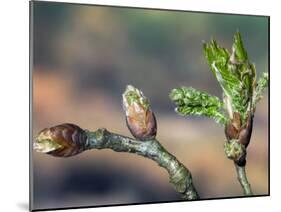 English Oak Tree Buds and New Leaves. Belgium-Philippe Clement-Mounted Photographic Print