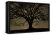 English Oak Tree (Quercus Robur) in Moonlight, Nauroth, Germany, February-Solvin Zankl-Framed Stretched Canvas