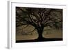 English Oak Tree (Quercus Robur) in Moonlight, Nauroth, Germany, February-Solvin Zankl-Framed Photographic Print