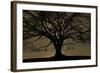 English Oak Tree (Quercus Robur) in Moonlight, Nauroth, Germany, February-Solvin Zankl-Framed Photographic Print