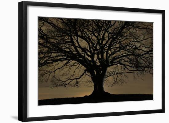 English Oak Tree (Quercus Robur) in Moonlight, Nauroth, Germany, February-Solvin Zankl-Framed Photographic Print