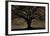 English Oak Tree (Quercus Robur) in Moonlight, Nauroth, Germany, February-Solvin Zankl-Framed Photographic Print