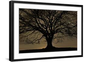 English Oak Tree (Quercus Robur) in Moonlight, Nauroth, Germany, February-Solvin Zankl-Framed Photographic Print