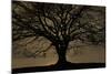 English Oak Tree (Quercus Robur) in Moonlight, Nauroth, Germany, February-Solvin Zankl-Mounted Photographic Print