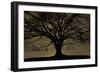 English Oak Tree (Quercus Robur) in Moonlight, Nauroth, Germany, February-Solvin Zankl-Framed Photographic Print