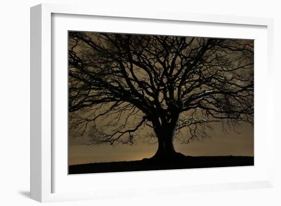 English Oak Tree (Quercus Robur) in Moonlight, Nauroth, Germany, February-Solvin Zankl-Framed Photographic Print