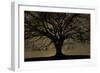 English Oak Tree (Quercus Robur) in Moonlight, Nauroth, Germany, February-Solvin Zankl-Framed Photographic Print