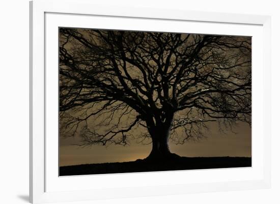 English Oak Tree (Quercus Robur) in Moonlight, Nauroth, Germany, February-Solvin Zankl-Framed Photographic Print