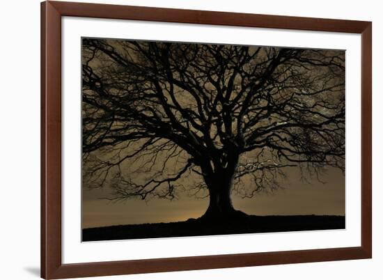 English Oak Tree (Quercus Robur) in Moonlight, Nauroth, Germany, February-Solvin Zankl-Framed Photographic Print